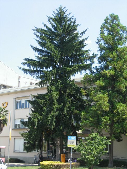 Smreka_pošta